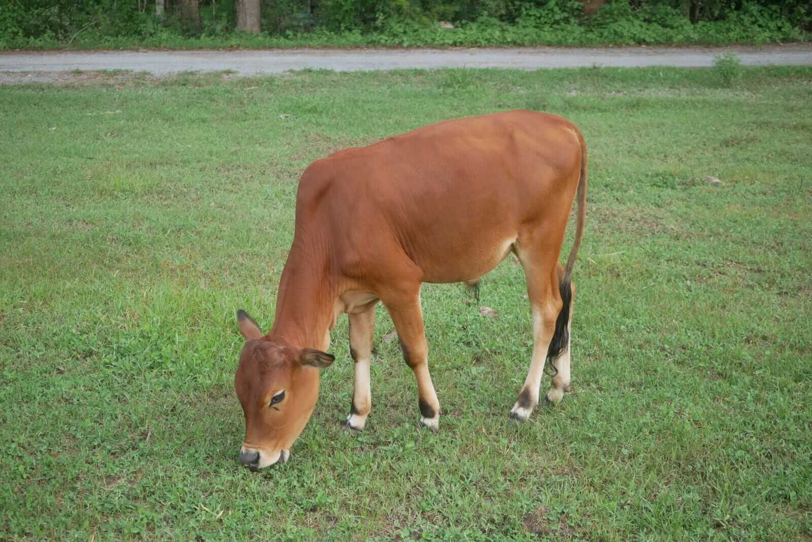 Cattle Falling on Thursday, with Wholesale Beef Weakness