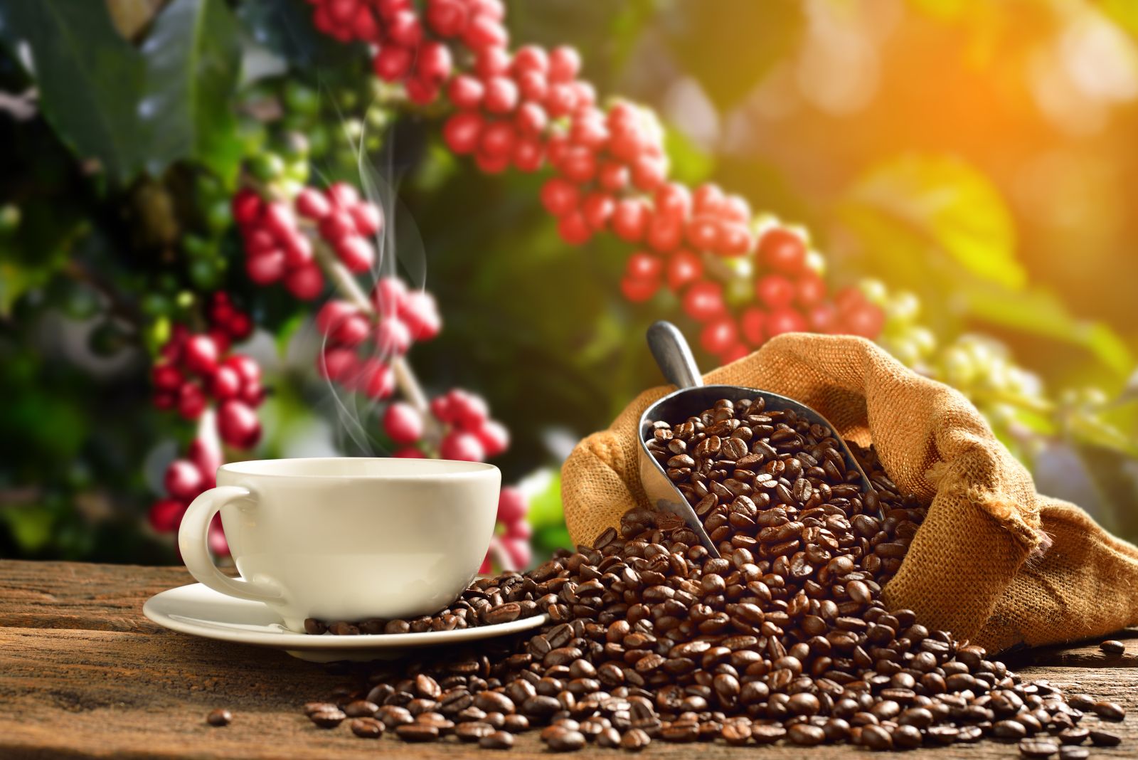 Coffee Prices Retreat from Monday’s Highs