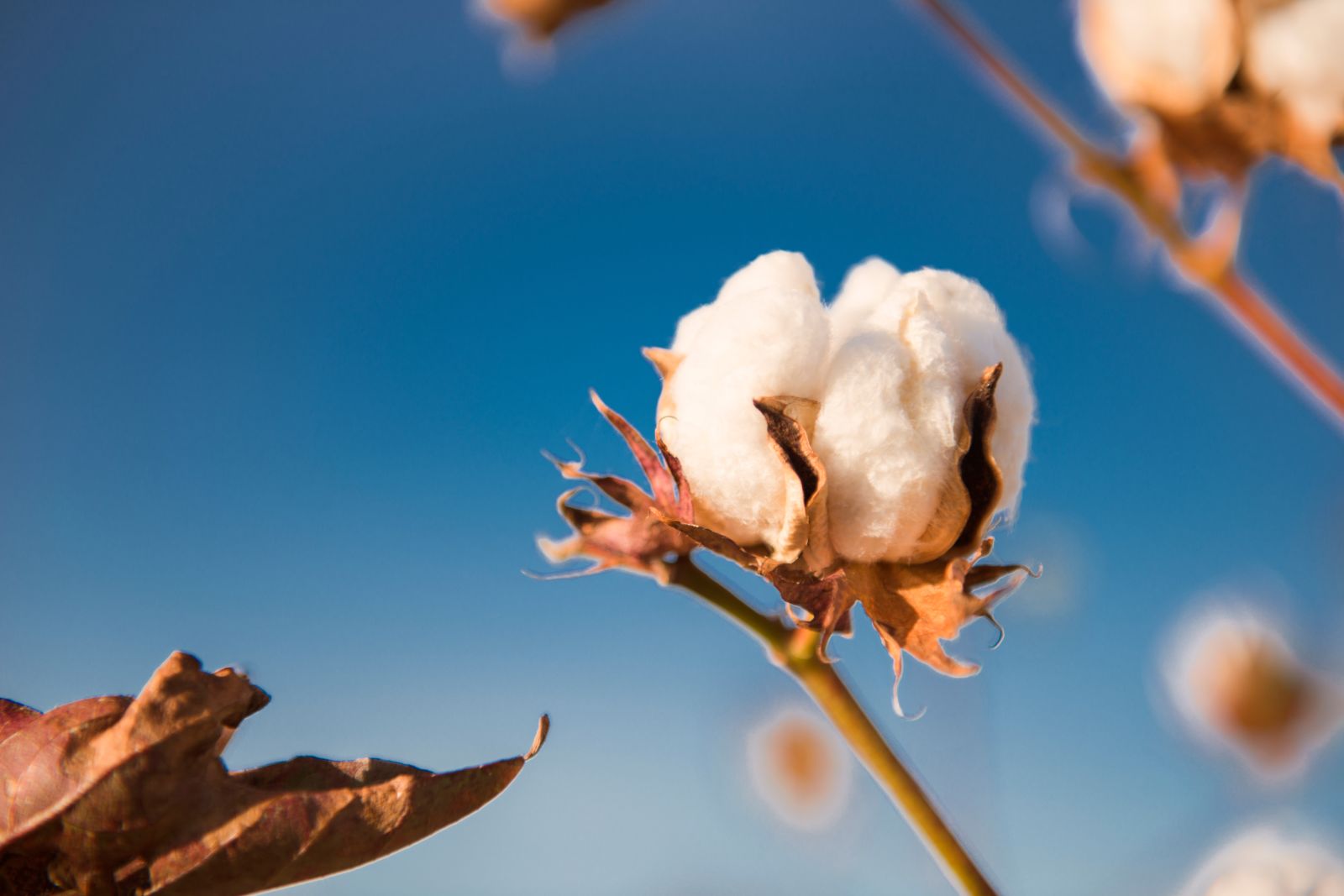 Cotton Falling Back into the Long Weekend