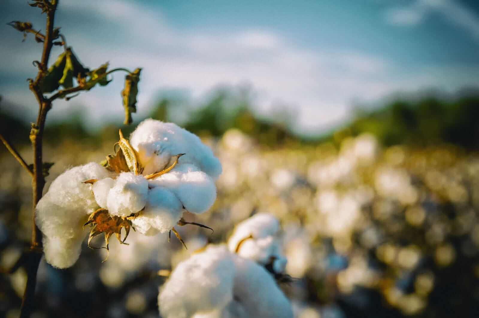 Cotton Posts Friday Strength Despite Production Hike