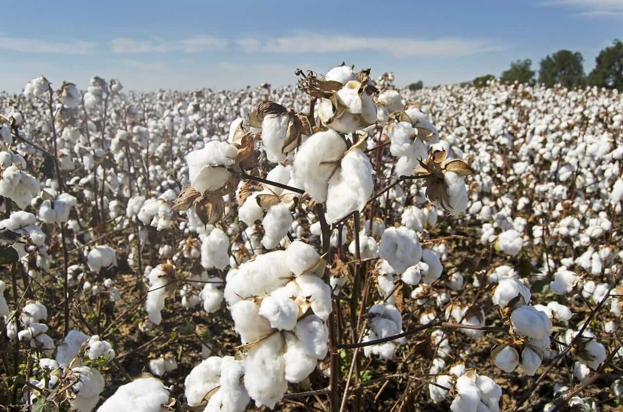 Cotton See Pressure into the Long Weekend